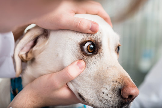Veterinarian checking dog's eye