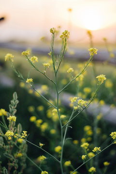 Close-up of yellow flowering plant growing outdoors