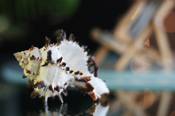 Shell and deck chair at summer vacation
