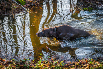 Obraz premium Hunting dog in a forest puddle in the fall