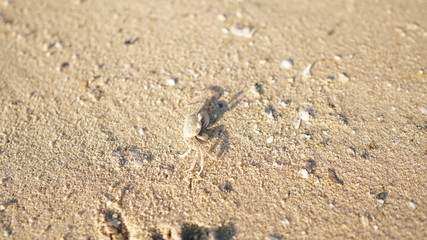 footprint in the sand