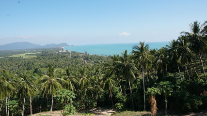 Obraz premium palm trees on the beach