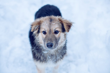 Lovely fluffy dog with big dark beautiful eyes walking on fresh white deep snow, outdoors. Dog walks in winter park on a cold snowy winter day. Seasons, pets concept.