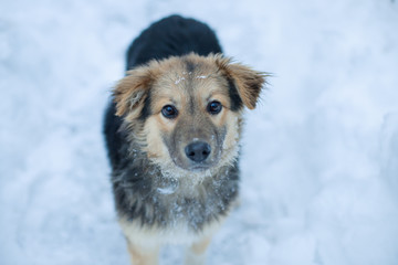 Lovely fluffy dog with big dark beautiful eyes walking on fresh white deep snow, outdoors. Dog walks in winter park on a cold snowy winter day. Seasons, pets concept.