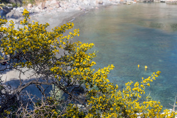 Flowering bush (Calicotome villosa) against the sea close-up.