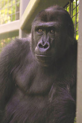 Gorilla