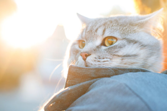 Man in the park holding his lovely fluffy cat and enjoying sunset. Boy and his gray cute kitten walking together outdoor. Seasons, pets, friendship, relationship, lifestyle concept. Friend of human.