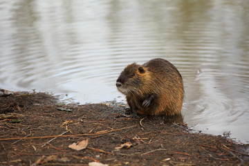 Nutria in river