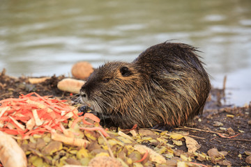 Nutria in river