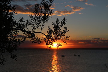 Romantic sea sunset and olive tree
