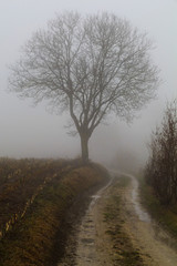Strada di campagna nella nebbia e silhouette albero