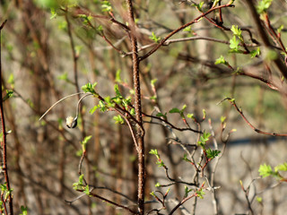 First spring greens
