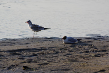 mouettes bord de mer, 