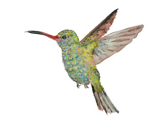 Hand painted mixed media hummingbird in flight isolated on a white background