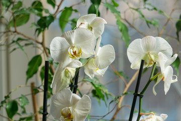Fototapeta na wymiar Delicate white orchid flowers in the sun