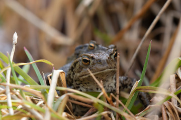 European common toad, Bufo bufo, female carrying male over long grass within a pond during spring in Scotland.