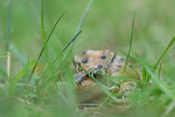 European common frog, Rana temporaria, amphibian at eye level amongst grass during spring in Scotland.