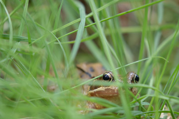 European common frog, Rana temporaria, amphibian at eye level amongst grass during spring in Scotland.