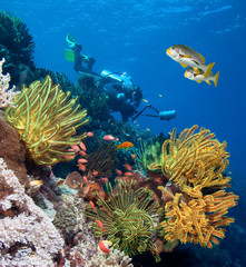 Naklejka na ściany i meble Underwater photographer by beautiful coral reef.