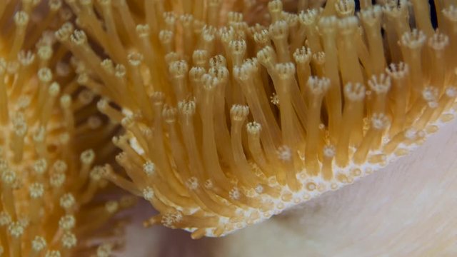 Closeup of soft corals polyps Leather Soft Mushroom (Sarcophyton glaucum). Macro 3: 1, underwater shots