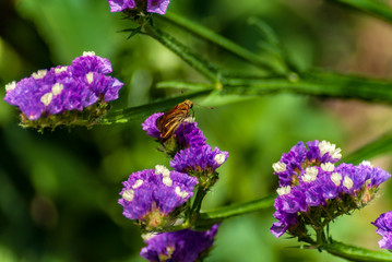 Farfalla sui fiori semprevivi