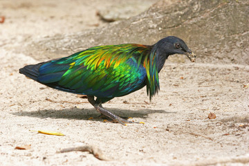 Nicobar pigeon with shining feathers