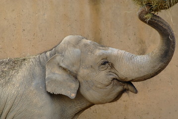 Portrait d'éléphanteau en train de se nourrir