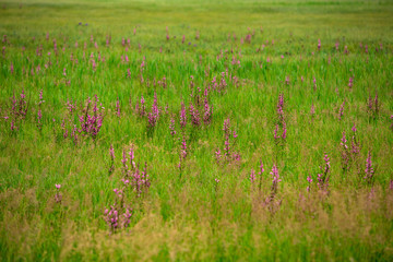 Field of chamaenerion