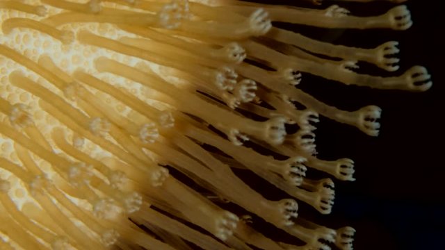 Closeup of soft corals polyps Leather Soft Mushroom (Sarcophyton glaucum). Macro 3: 1, underwater shots