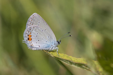 Fototapeta na wymiar Everes argiades. Small blue butterfly.
