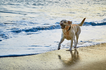 golden retriever dog  at the beach - Image