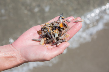 Handful of seashells from the sea. Hand holding seashells and snail shells, Camargue, Provence, Bouches-du-Rhône, France