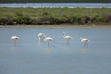 Greater Flamingos in the Camargue. Camargue Natural Park - pink flamingos in the lake Étang de Vaccarès, Provence, Bouches-du-Rhône, France