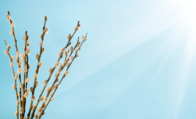 image of a willow branch against the sky close up