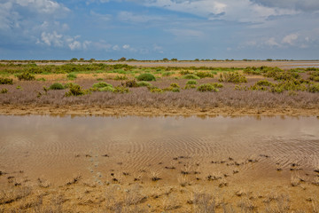 Unique landscape in the Camargue. The marshy landscape of the Rhône estuary is one of the most important nature reserves in Europe, Étang du Fangassier, Camargue, Provence, Bouches-du-Rhône, France