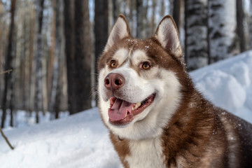 Adorable portrait of amazing healthy and happy brown siberian husky dog in winter forest
