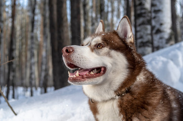 Portrait siberian husky dog on the forest background in beautiful winter day after the snowfall while walking in nature.