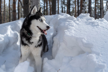 Portrait siberian husky dog on the sunny winter background after snowfall while walking in nature.