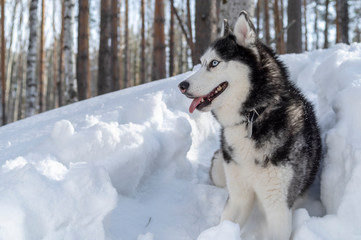 Siberian husky dog on the winter background after snowfall while walking in nature.