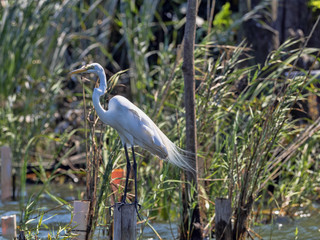 Great White Egret, Egretta alba, on Rio Dulce, Guatemala