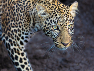 Fototapeta na wymiar Leopardenportrait