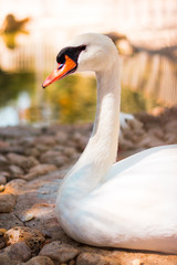 Closeup of a white swan on lake