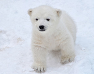Plakat polar bear in snow