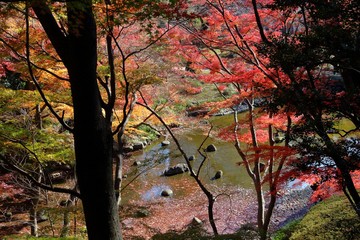 Autumn colors Tokyo