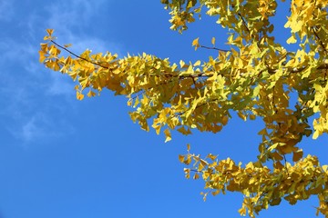 Ginkgo yellow leaves