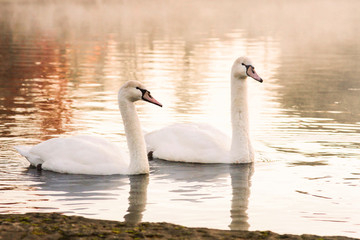 Swimming Swans