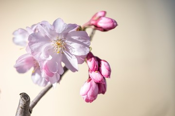Naklejka na ściany i meble pink flower on the tree in spring