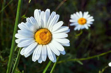 Fototapeta premium Detail of colorful flower Daisy in spring.