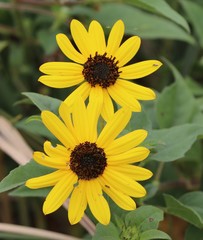 Two bright yellow daisy flowers in full bloom with green foliage behind them