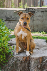 Young dog Staffordshire terrier sits on a big stump and looking flirty